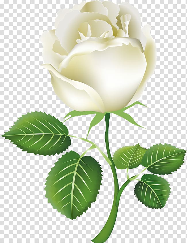 White roses transparent background PNG clipart