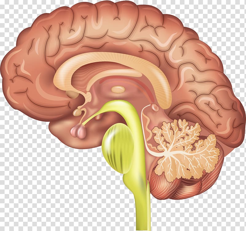 Pituitary gland Anterior pituitary Human brain Secretion, Brain transparent background PNG clipart