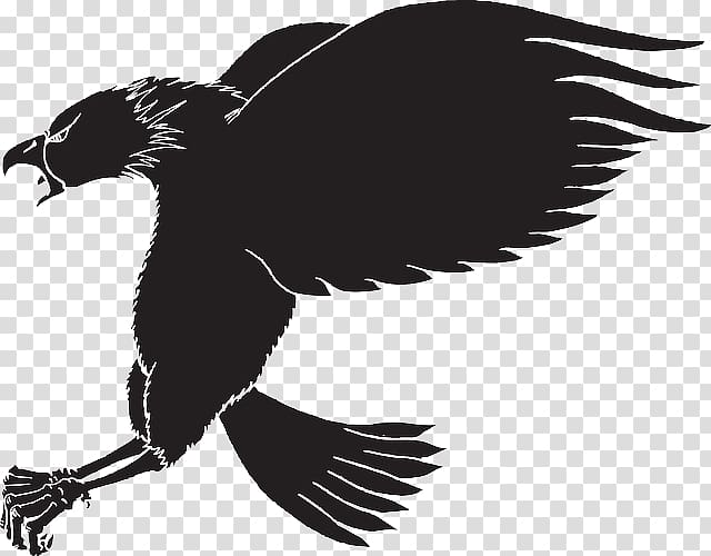 Bird Bald Eagle , Bird transparent background PNG clipart