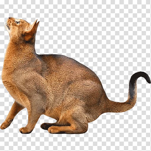 Abyssinian Siamese cat Somali cat Kitten Siberian cat, kitten transparent background PNG clipart