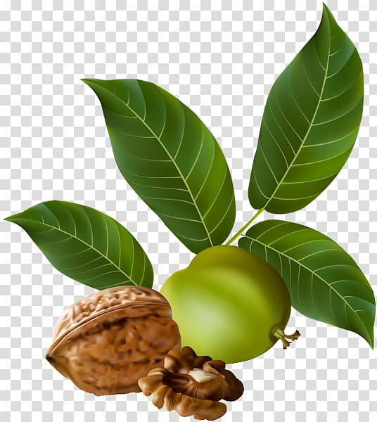 Walnut Drupe , walnut transparent background PNG clipart