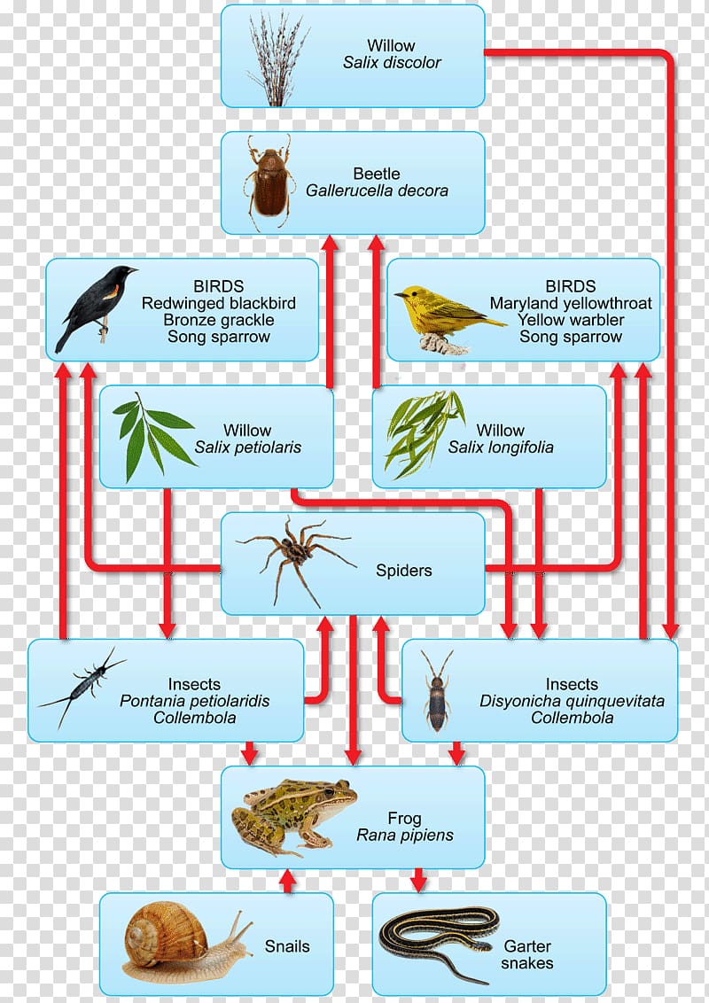 A Food Chain Ecosystem Energy flow Food web, Biology teacher transparent background PNG clipart
