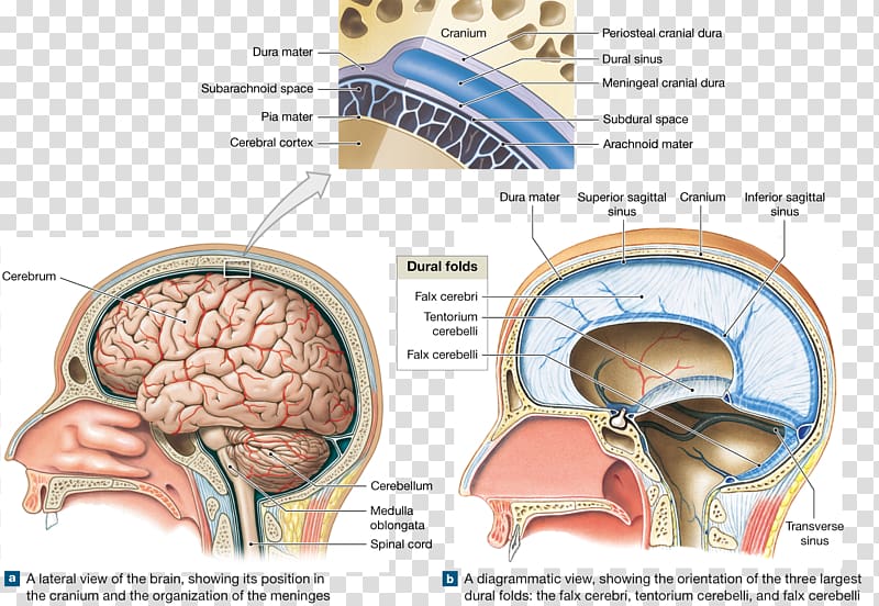 Brain Meninges Skull Cranial cavity Anatomy, meninges of the brain diagram transparent background PNG clipart
