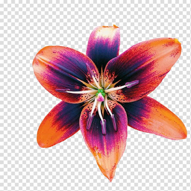 Daylily Lily M, galaxy transparent background PNG clipart
