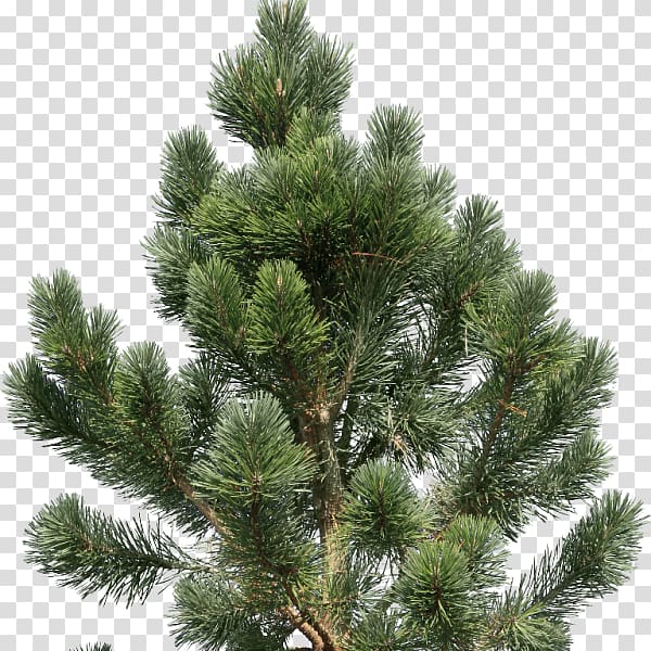 Fir Pine Tree Conifers, tree transparent background PNG clipart
