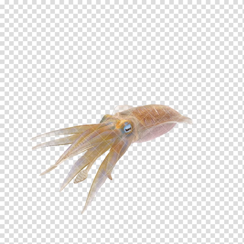 Squid, blue squid transparent background PNG clipart