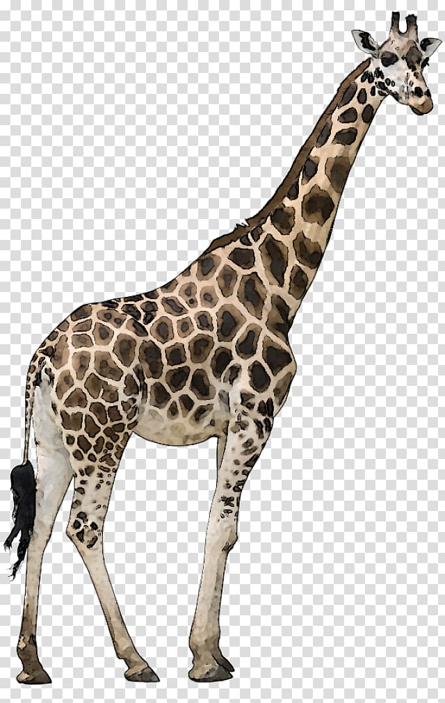 Reticulated giraffe Masai giraffe Ruminant Even-toed ungulate, others transparent background PNG clipart