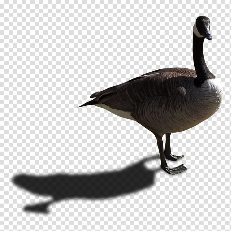 Canada Goose Duck Bird, goose transparent background PNG clipart