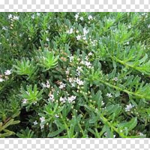 Myoporum parvifolium Groundcover Soil Plant Myoporum laetum, rose myrtle transparent background PNG clipart