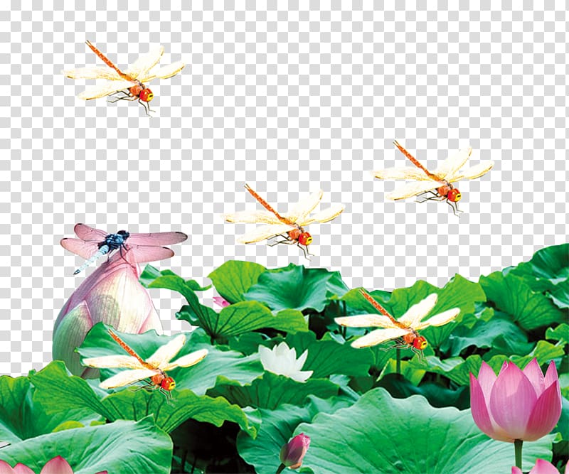 Nelumbo nucifera Pond Aquatic plant, Dragonfly on lotus transparent background PNG clipart