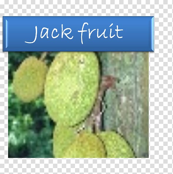 Jackfruit Breadfruit Fruit tree Soursop, others transparent background PNG clipart