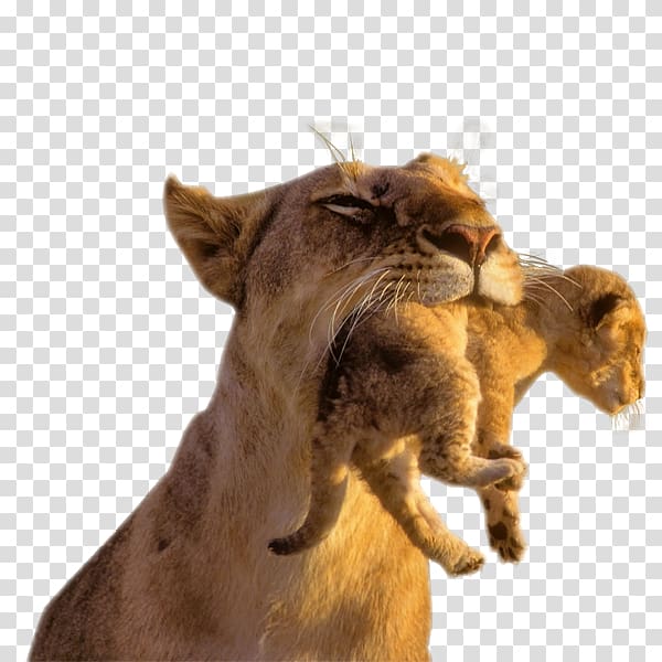 Baby Lions Lion Cubs Cougar Cat, lion head transparent background PNG clipart