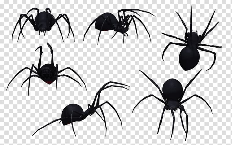 Southern black widow Spider bite Venom, Black Widow Spider transparent background PNG clipart