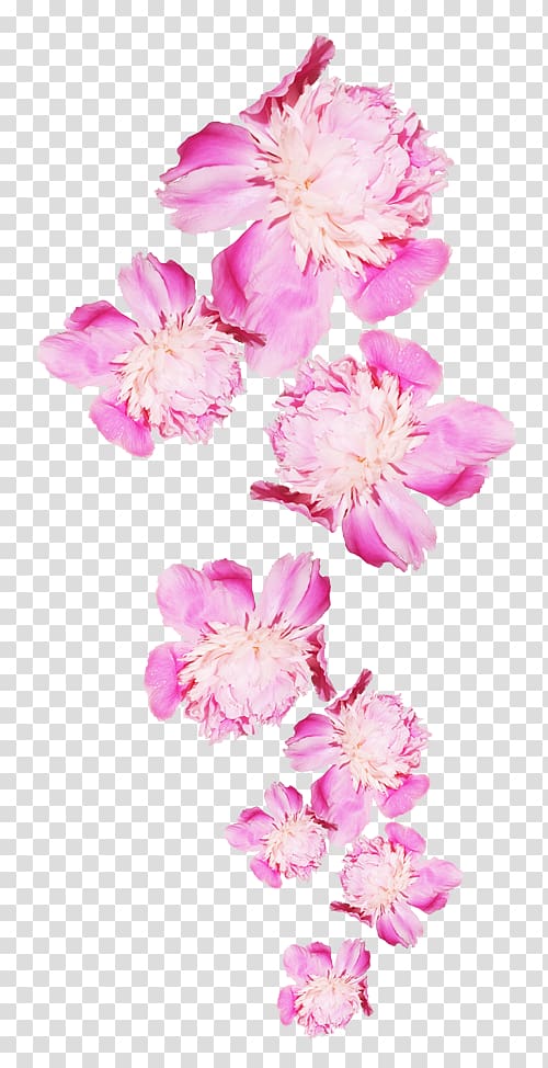 pink petaled flowers, Peony Flower Icon, Peony transparent background PNG clipart