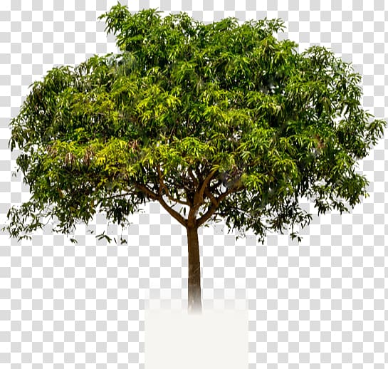 Branch Tree Mangifera indica Crown Trunk, tree transparent background PNG clipart