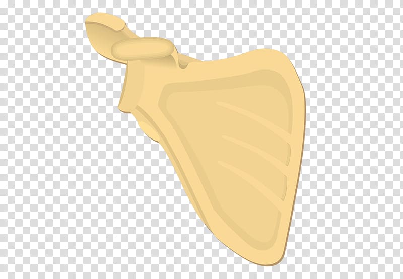 Scapula Surface anatomy Finger, Calcaneus transparent background PNG clipart