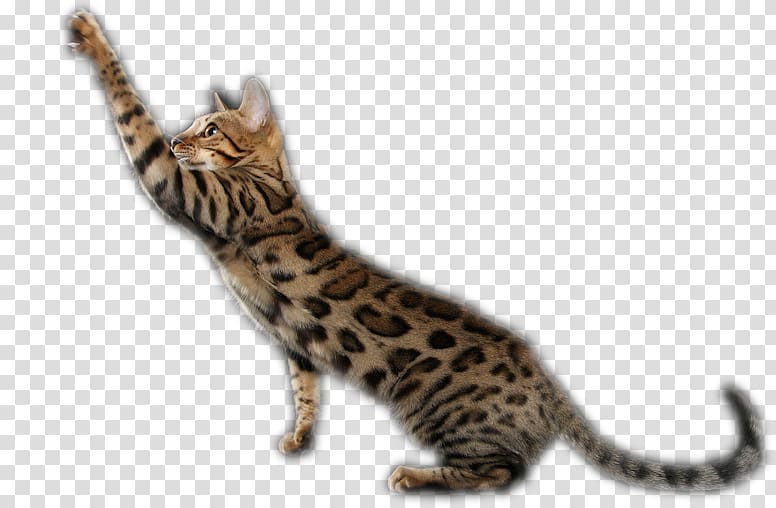 Bengal cat California Spangled Toyger Ocicat Kitten, kitten transparent background PNG clipart