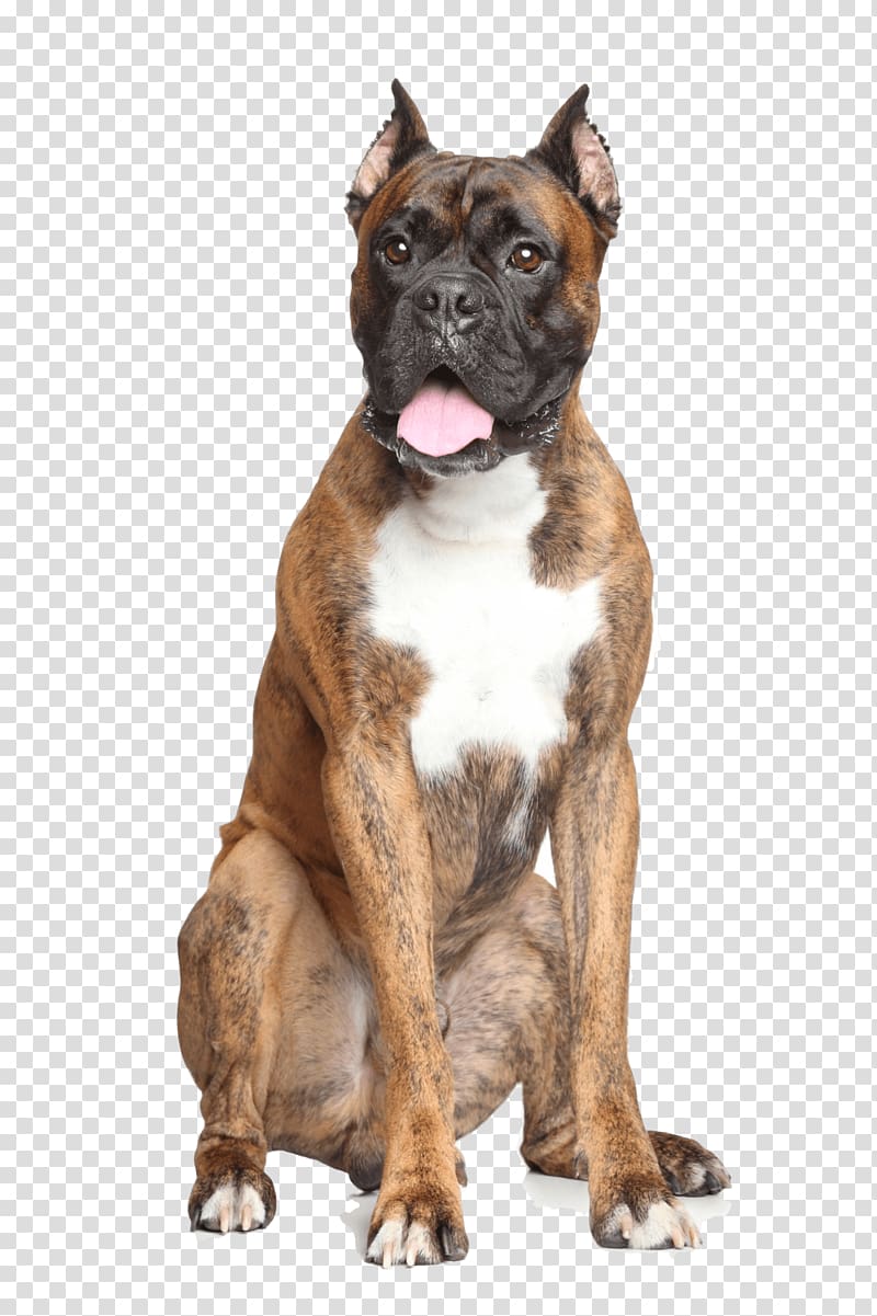 Boxer Dog breed Perro de Presa Canario French Bulldog, puppy transparent background PNG clipart