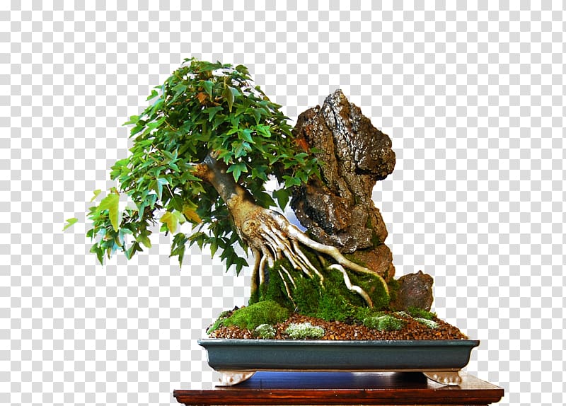 Torrelavega Bonsai Tree Sageretia theezans Flowerpot, bonsai transparent background PNG clipart
