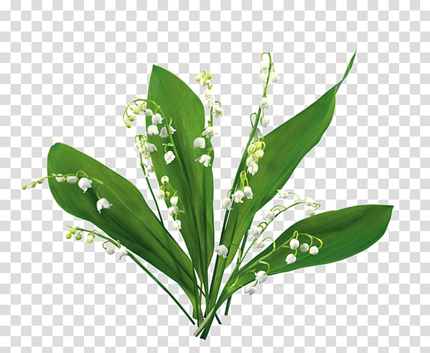 Lily of the valley Blog , lily of the valley transparent background PNG clipart