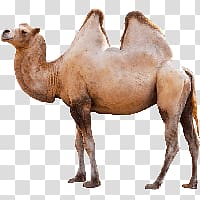 Camel transparent background PNG clipart