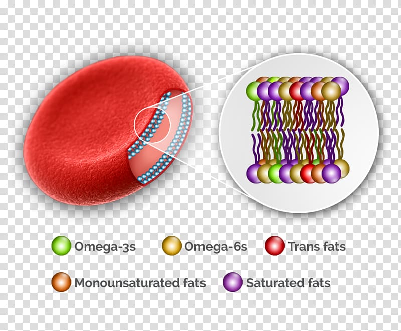 Molecular Biology of the Cell Red blood cell, blood transparent background PNG clipart