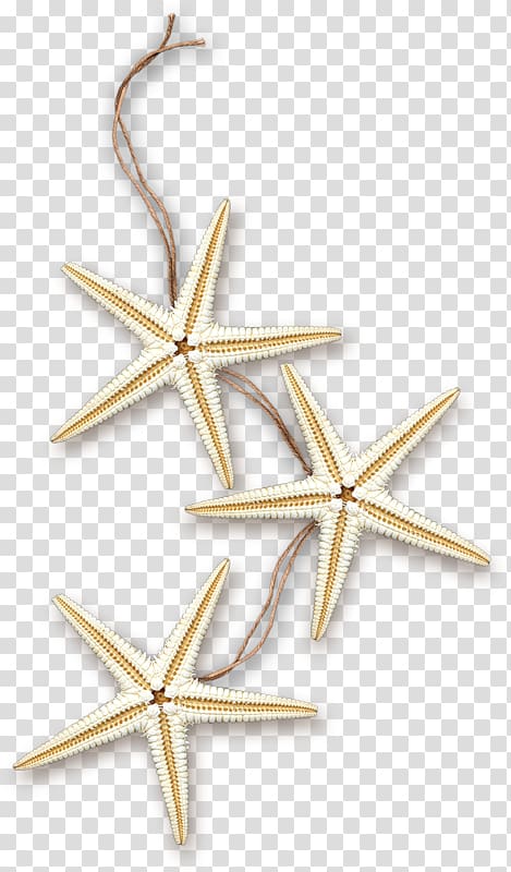 Starfish Sea Marine , starfish transparent background PNG clipart