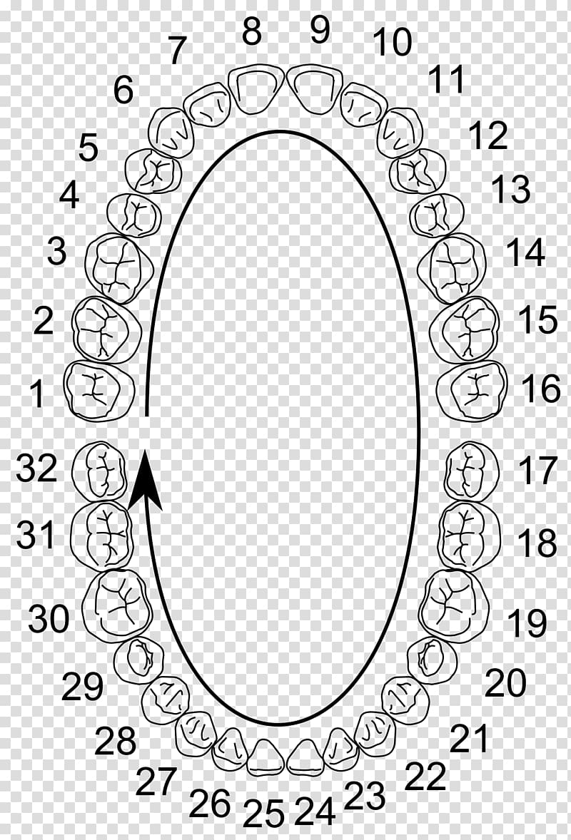 dental anatomy coloring pages