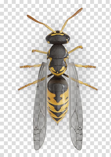 Western honey bee Hornet Yellowjacket Characteristics of common wasps and bees, Yellowjacket transparent background PNG clipart