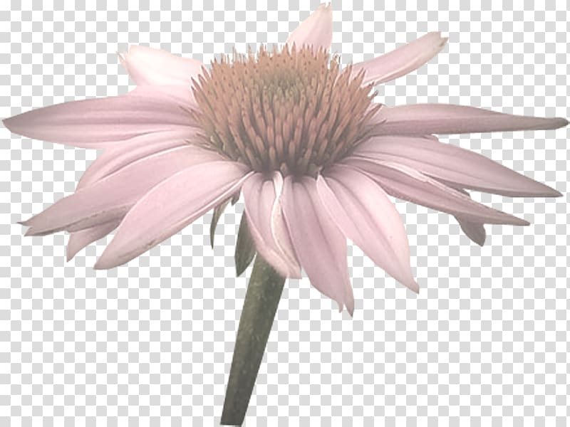 Coneflower Cut flowers Computer mouse, others transparent background PNG clipart