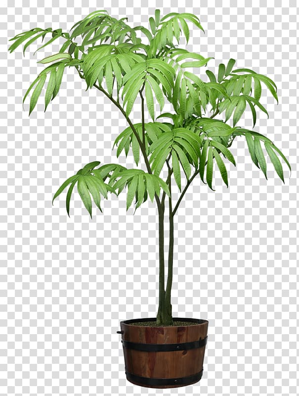 Rhapis excelsa Houseplant Ornamental plant Flowerpot, plant transparent background PNG clipart
