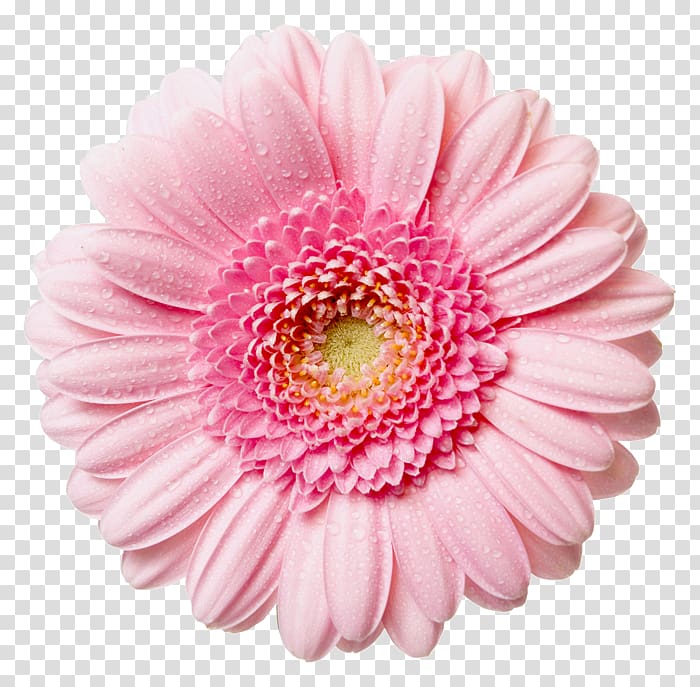 daisy clipart pink white