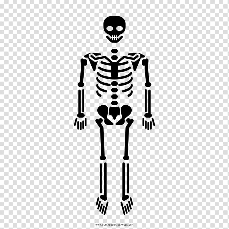 Human skeleton Bone Homo sapiens Skull, Esqueleto transparent background PNG clipart