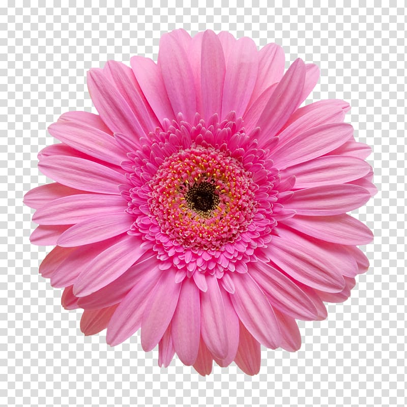 pink Gerbera daisy in bloom, Flower .xchng, Creative floral design flower pattern transparent background PNG clipart