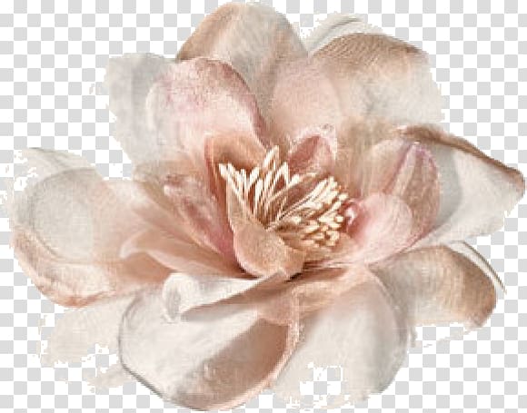 Petal Garden roses Spring Summer Color, winter transparent background PNG clipart