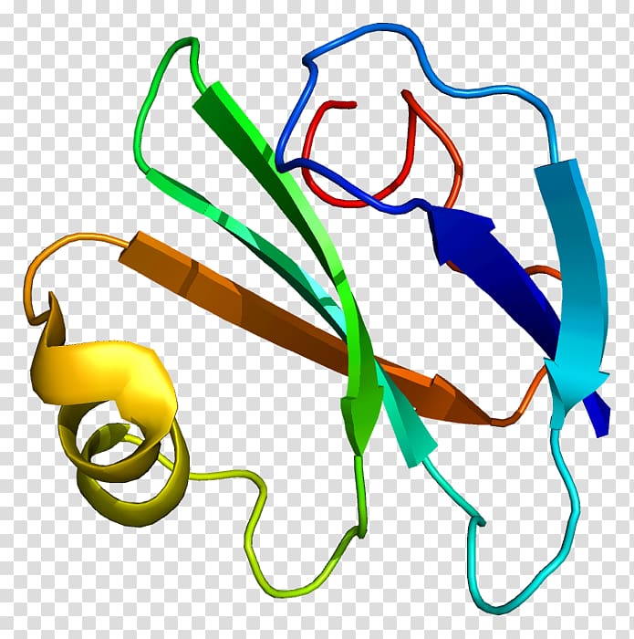 CD59 Complement system Protein Decay-accelerating factor Glycosylphosphatidylinositol, others transparent background PNG clipart