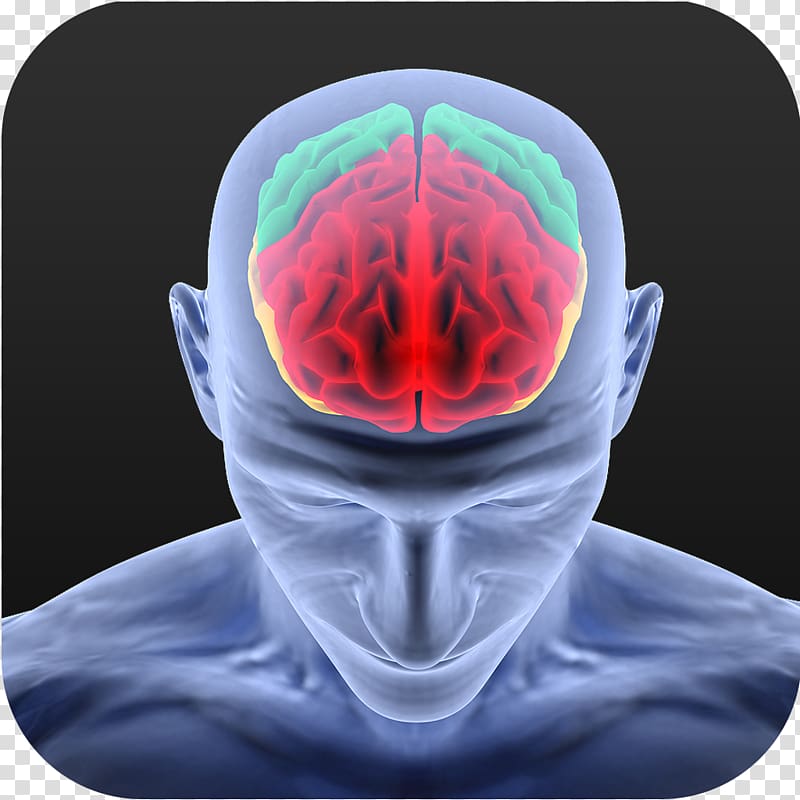 Human brain Neuroscience Neuron Neuroscientist, Brain transparent background PNG clipart