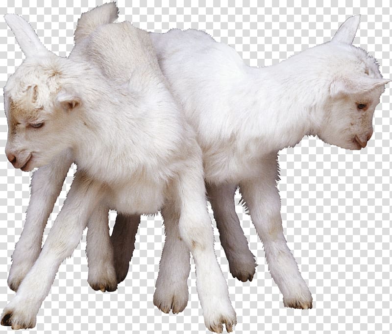 China Halal Sheep Goat Lamb and mutton, Lamb transparent background PNG clipart