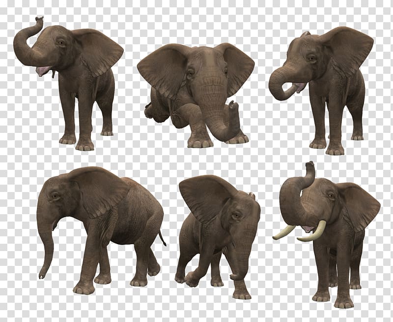 Asian elephant African bush elephant , rhinoceros transparent background PNG clipart