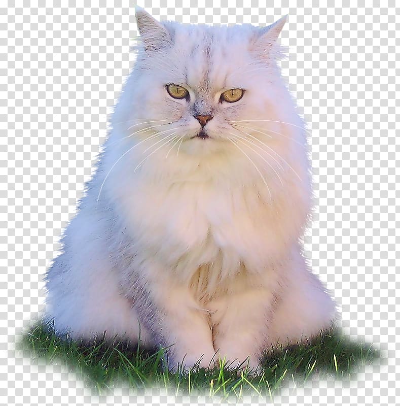 Asian Semi-longhair Persian cat Ragamuffin cat Birman Ragdoll, kitten transparent background PNG clipart