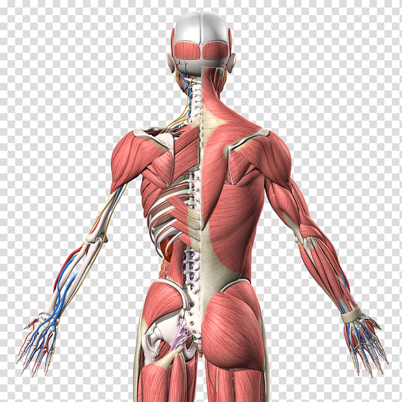 Muscle Homo sapiens Human anatomy Human back, arm transparent background PNG clipart