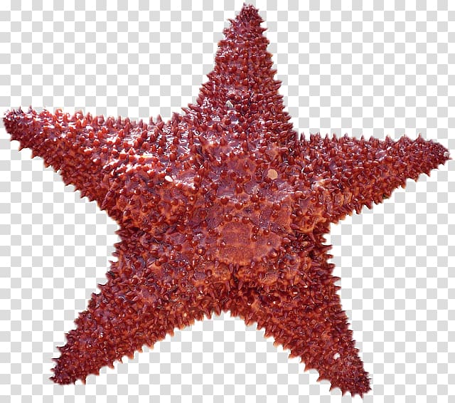 Starfish transparent background PNG clipart