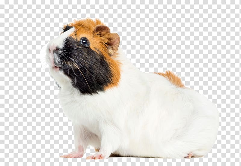 Peruvian guinea pig Rodent Abyssinian guinea pig Pet, guinea pig transparent background PNG clipart