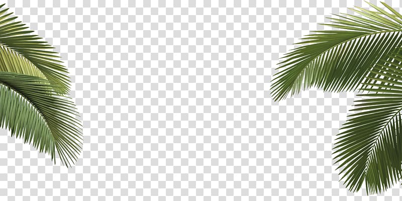 green leaves, Arecaceae Asian palmyra palm Howea forsteriana Tree Leaf, palm tree transparent background PNG clipart