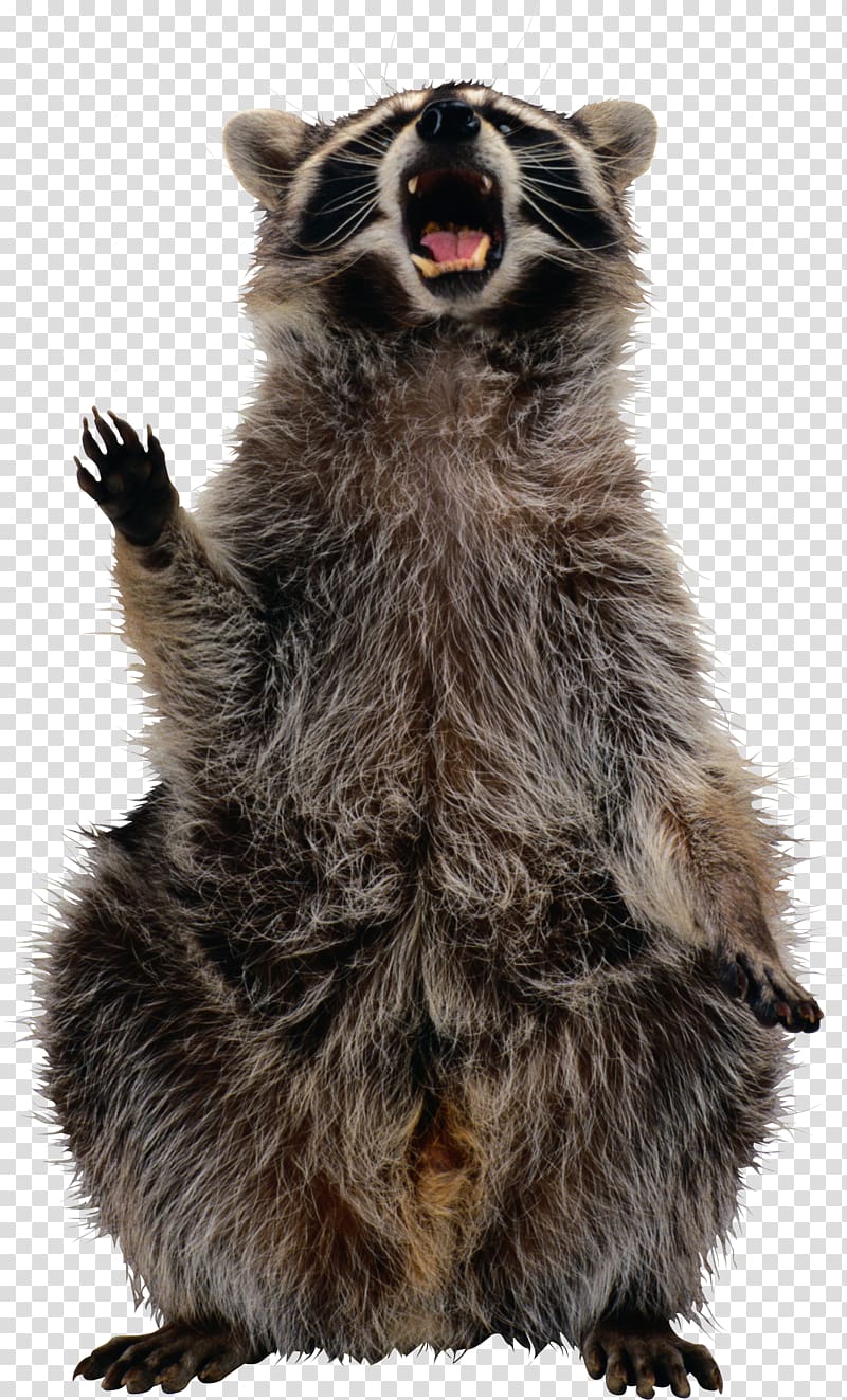 raccoon, Raccoon , Raccoon transparent background PNG clipart