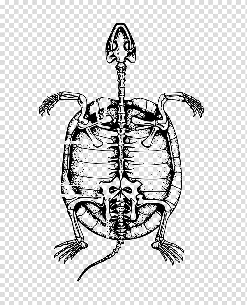 Turtle Human skeleton Bone , tortoide transparent background PNG clipart