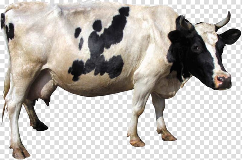 Holstein Friesian cattle Dairy cattle Gyr cattle , animal background. transparent background PNG clipart
