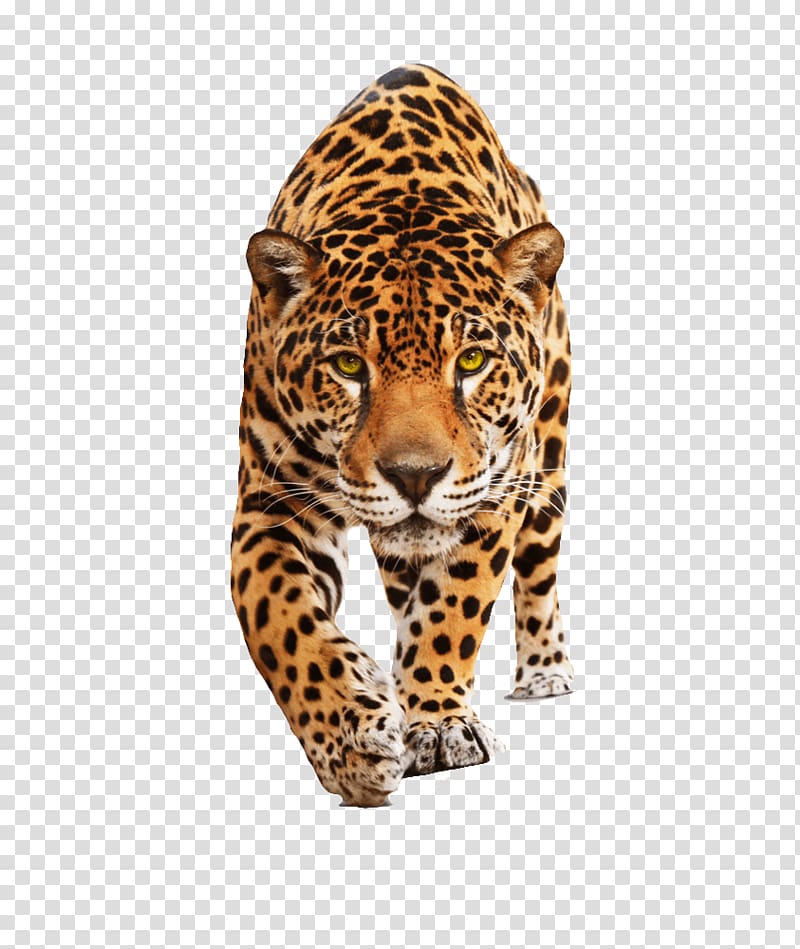 leopard illustration, Jaguar Walking transparent background PNG clipart