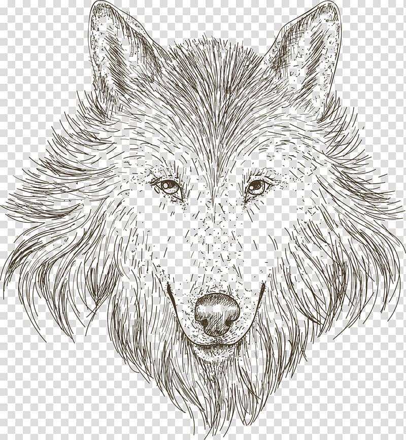 Gray wolf Drawing Sketch, Hand-painted sketch wolf head transparent background PNG clipart