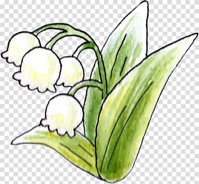 Floral design Lily of the valley Flower Uda, lily of the valley transparent background PNG clipart